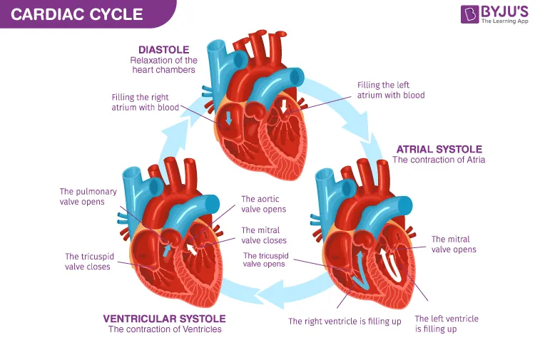 Cardiac cycle